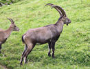 Alpine ibex