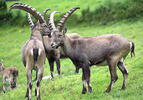 Alpine ibex