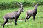 Alpine ibex