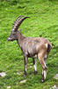 Alpine ibex