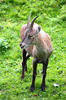 Alpine ibex