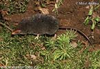 Alpine Shrew