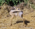 amara Dik-dik