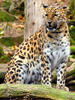 Amur leopard