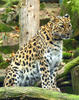 Amur leopard