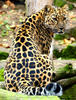 Amur leopard