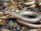 Anguis fragilis