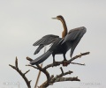 Anhinga Común Africana