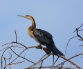 Aninga rufa