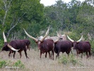 Ankole-Watusi, Ankole longhorn