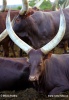 Ankole-Watusi, Ankole longhorn