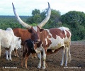 Ankole-Watusi, Ankole longhorn