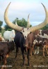 Ankole-Watusi, Ankole longhorn