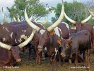 Ankole-Watusi, Ankole longhorn