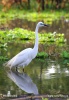 Ardea alba