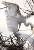 Ardea alba