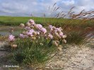 Armeria maritima