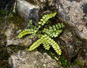 Asplenium trichomanes