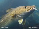 Atlantic Cod