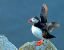 Atlantic puffin