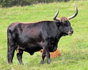 Aurochs