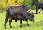 Aurochs