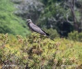 Autour à ailes grises