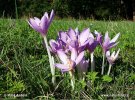 Autumn crocus, Meadow saffron, Naked lady