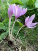 Autumn crocus, Meadow saffron, Naked lady