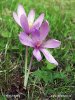 Autumn crocus, Meadow saffron, Naked lady