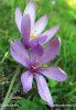 Autumn crocus, Meadow saffron, Naked lady