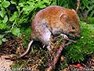 Bank Vole