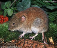 Bank Vole