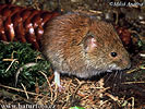 Bank Vole