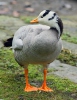 Bar-headed goose