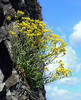 Basket-of-gold