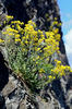 Basket-of-gold