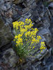 Basket-of-gold