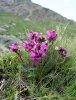 Beaked lousewort