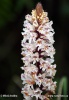 Bean broomrape