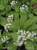 Bear Garlic