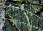 Beard lichen