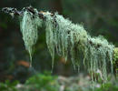 Beard lichen