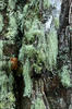 Beard lichen