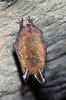 Bechstein's Bat