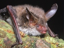 Bechstein's Bat