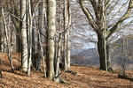 Beech wood, Early spring