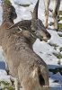 Bharal, Himalayan blue sheep, Naur