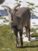 Bharal, Himalayan blue sheep, Naur