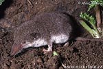 Bicolor White-toothed Shrew